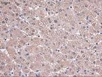 Trim33 Antibody in Immunohistochemistry (Paraffin) (IHC (P))