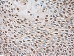 Trim33 Antibody in Immunohistochemistry (Paraffin) (IHC (P))