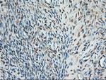 Trim33 Antibody in Immunohistochemistry (Paraffin) (IHC (P))