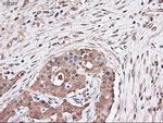 Trim33 Antibody in Immunohistochemistry (Paraffin) (IHC (P))