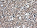 Trim33 Antibody in Immunohistochemistry (Paraffin) (IHC (P))