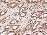 Trim33 Antibody in Immunohistochemistry (Paraffin) (IHC (P))