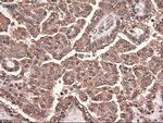 Trim33 Antibody in Immunohistochemistry (Paraffin) (IHC (P))