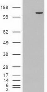 Trim33 Antibody in Western Blot (WB)