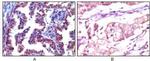 TRIM5 alpha Antibody in Immunohistochemistry (Paraffin) (IHC (P))