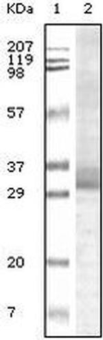 TRIM5 alpha Antibody in Western Blot (WB)