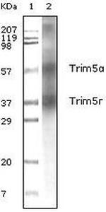 TRIM5 alpha Antibody in Western Blot (WB)