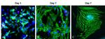 Cardiac Troponin T Antibody in Immunocytochemistry (ICC/IF)