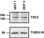 TSC2 Antibody in Western Blot (WB)