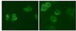 TYRO3 Antibody in Immunocytochemistry (ICC/IF)