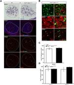 Tyrosine Hydroxylase Antibody in Immunohistochemistry (Frozen) (IHC (F))