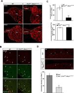 Tyrosine Hydroxylase Antibody in Immunohistochemistry (Frozen) (IHC (F))