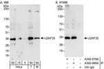 U2AF35 Antibody in Western Blot (WB)