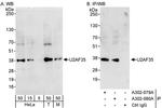 U2AF35 Antibody in Western Blot (WB)