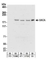 UACA Antibody in Western Blot (WB)