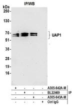 UAP1 Antibody in Western Blot (WB)