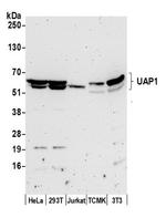 UAP1 Antibody in Western Blot (WB)