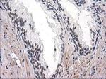 UBA2 Antibody in Immunohistochemistry (Paraffin) (IHC (P))