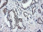 UBA2 Antibody in Immunohistochemistry (Paraffin) (IHC (P))