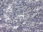 UBA2 Antibody in Immunohistochemistry (Paraffin) (IHC (P))