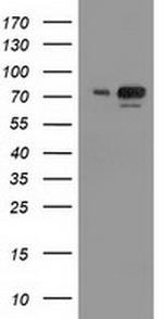 UBA2 Antibody in Western Blot (WB)