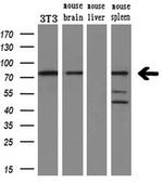 UBA2 Antibody in Western Blot (WB)