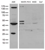 UBA3 Antibody in Western Blot (WB)