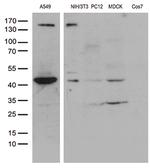 UBA3 Antibody in Western Blot (WB)