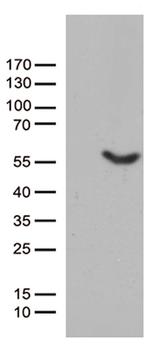 UBA3 Antibody in Western Blot (WB)