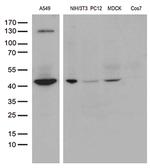 UBA3 Antibody in Western Blot (WB)