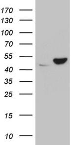 UBA3 Antibody in Western Blot (WB)