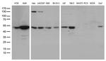 UBA3 Antibody in Western Blot (WB)