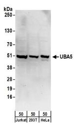 UBA5 Antibody in Western Blot (WB)