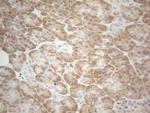 UBA52 Antibody in Immunohistochemistry (Paraffin) (IHC (P))