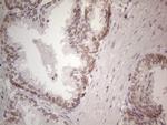 UBA52 Antibody in Immunohistochemistry (Paraffin) (IHC (P))