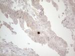 UBA52 Antibody in Immunohistochemistry (Paraffin) (IHC (P))