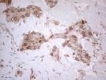 UBA52 Antibody in Immunohistochemistry (Paraffin) (IHC (P))