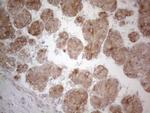 UBA52 Antibody in Immunohistochemistry (Paraffin) (IHC (P))