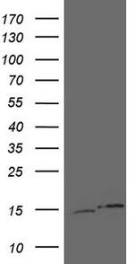 UBA52 Antibody in Western Blot (WB)