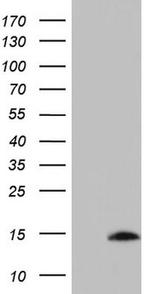 UBA52 Antibody in Western Blot (WB)