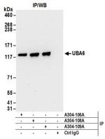 UBA6 Antibody in Western Blot (WB)
