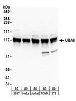 UBA6 Antibody in Western Blot (WB)