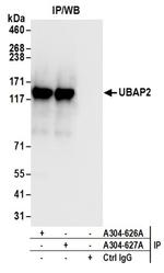 UBAP2 Antibody in Western Blot (WB)