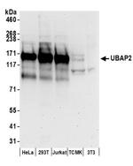 UBAP2 Antibody in Western Blot (WB)