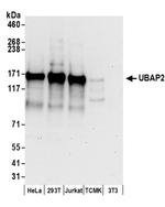 UBAP2 Antibody in Western Blot (WB)