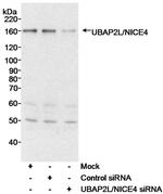 UBAP2L/NICE4 Antibody in Western Blot (WB)