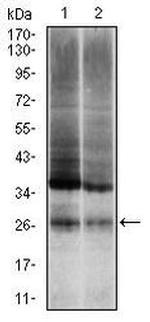 Ubiquitin B Antibody in Western Blot (WB)