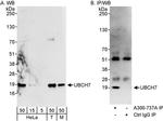 UBCH7 Antibody in Western Blot (WB)