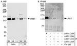 UBE1 Antibody in Western Blot (WB)