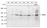 UBE1L Antibody in Western Blot (WB)